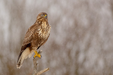 The Common Buzzard - Buteo buteo