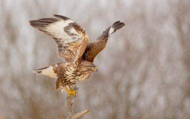 The Common Buzzard - Buteo buteo