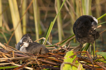 Common Coot Chicks