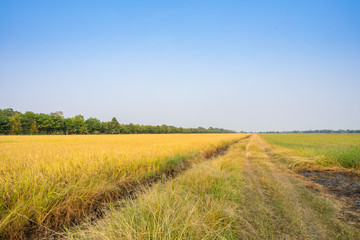 Fototapeta premium Image of beautiful rice field getting yellow before harvest. 