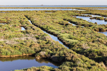 Marisma de verde vegetaci&oacute;n en la Laguna de La Tancada en el  Parque Natural del Delta del Ebro 