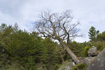 Ancient oak tree
