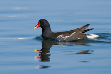 Common Moorhen on Water