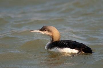 Black Throated Loon (Gavia arctica)