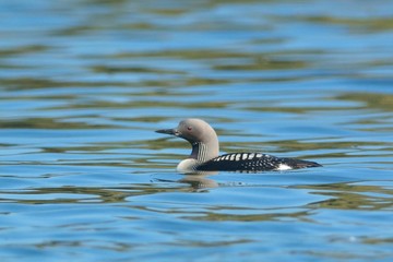 Black Throated Loon or Diver on water