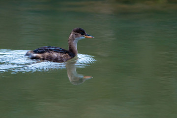 Little Grebe in Danube Delta
