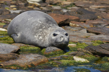 Fototapeta premium Southern Elephant Seal (Mirounga leonina) on the coast of Carcass Island in the Falkland Islands.