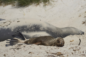 Young Southern Sea Lion (Otaria flavescens) lying next to a group of Southern Elephant Seals (Mirounga leonina) on a sandy beach on carcass Island in the Falkland Islands.