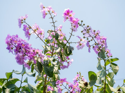 pink inthanin flowers are blooming in full of trees