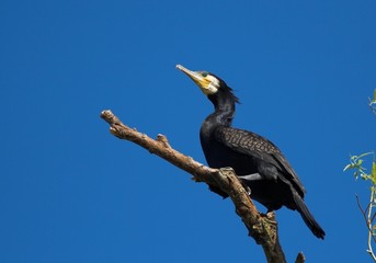 Great Cormorant (Phalacrocorax carbo) in Danube Delta