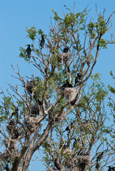 Great Cormorant (Phalacrocorax carbo) in Danube Delta