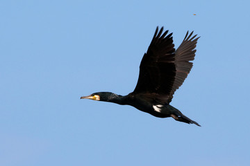 Great Cormorant (Phalacrocorax carbo) in Danube Delta