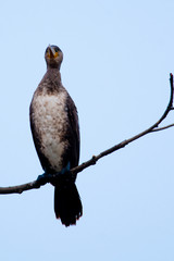 Great Cormorant (Phalacrocorax carbo) in Danube Delta