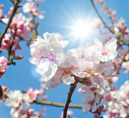 Glückwunsch, alles Liebe: Verträumte Kirschblüten vor blauem Frühlingshimmel :)