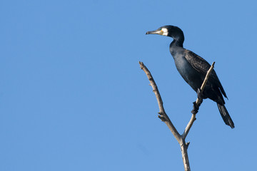 Great Cormorant on a branch