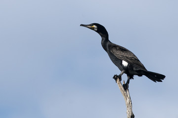 Great Cormorant on a branch