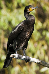 Great Cormorant