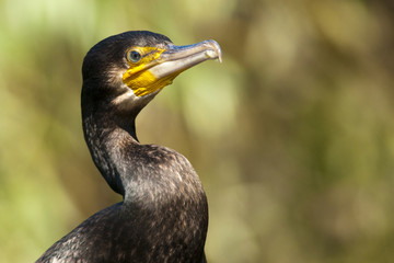 Great Cormorant (Phalacrocorax carbo) in Danube Delta