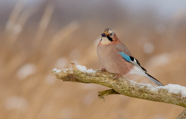 Eurasian Jay - Garrulus glandarius