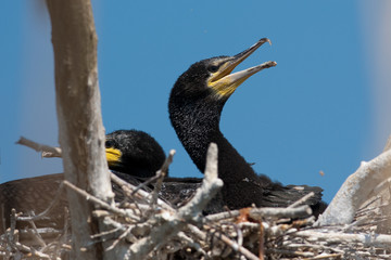 Great Cormorant (Phalacrocorax carbo) in Danube Delta