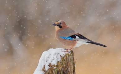 Eurasian Jay - Garrulus glandarius