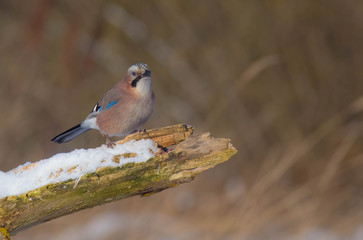 Eurasian Jay - Garrulus glandarius