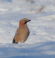 Eurasian Jay - Garrulus glandarius