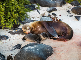 Newborn Sea Lion with Mother