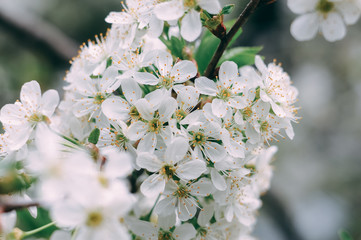 Obraz premium Beautiful apple tree branch with sun