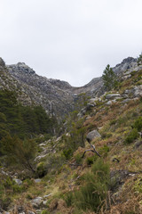 Trees in the foreground and mountains in the background (Peneda-Gerês National Park)