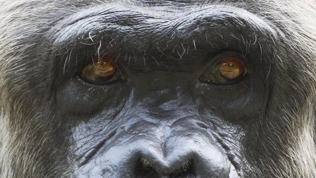 Portrait of an adult chimpanzee. Eyes close up