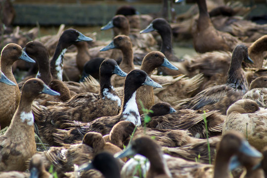 Khaki Campbell Duck