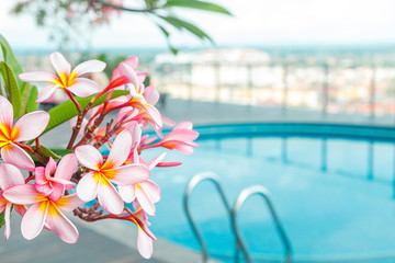 розовые цветы жасмина на фоне бассейна на крыше небоскреба 