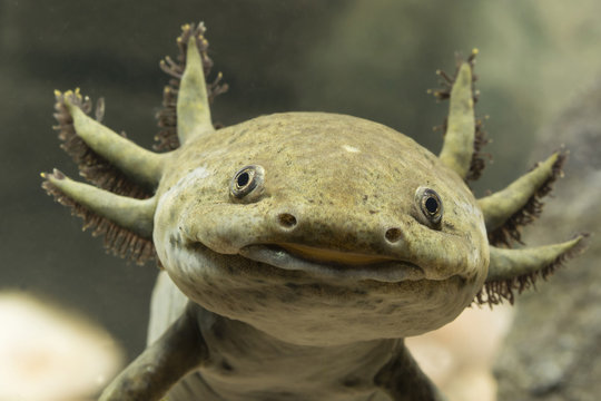 Axolotl Mexican detail on head.