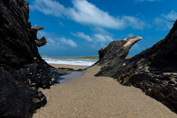 Old black timber on the beach.