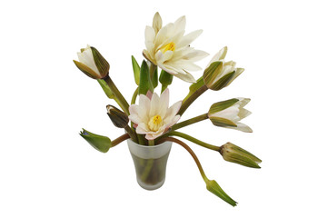 Water lily in the glass