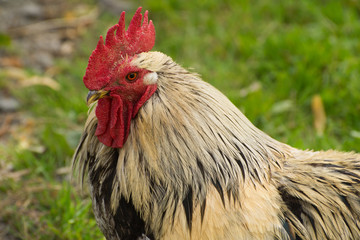 Hen