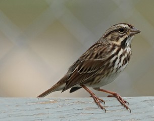 Birds in Nature 28