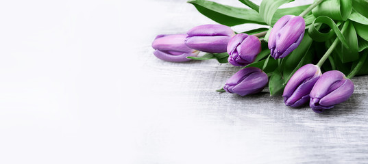 luxurious fresh fashionable purple tulips on a wooden background