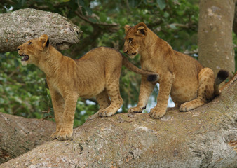 Two little lions on a branch