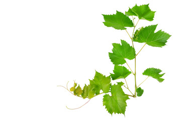 Vine and leaves isolated on white background.