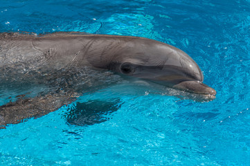 Dolphin closeup portrait