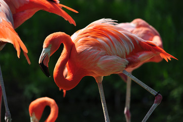 Flamingo in Toronto Zoo