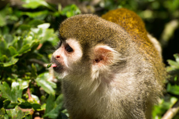 Small Monkey