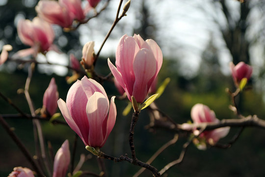 Fototapeta Pink flowers of magnolia