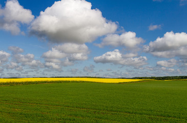 Landscape with rapeseed flowers.