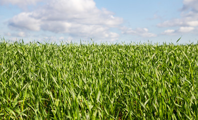 Green wheat are growing.