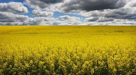 Fototapeta premium Landscape with rapeseed flowers.