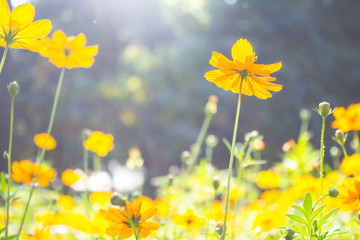 Orange Cosmos flowers with blue sky and sun, flare effect.