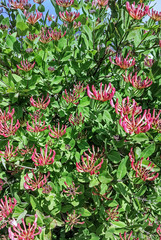 Fototapeta premium Das Wald-Geißblatt (Lonicera periclymenum)